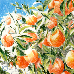 蓬莱れいイラスト